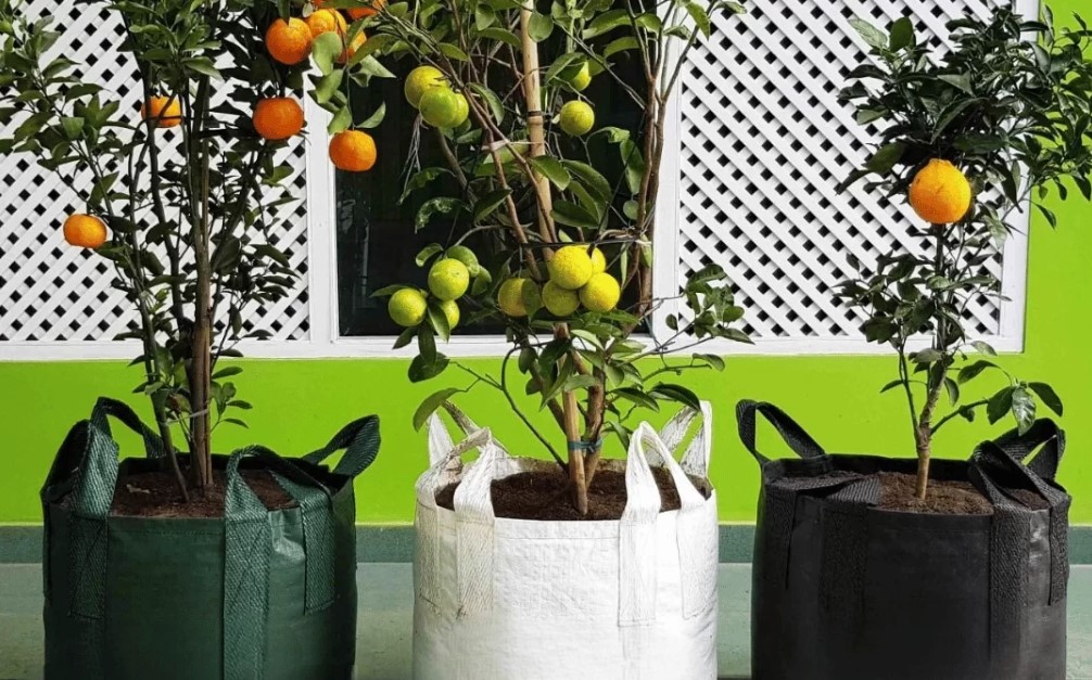 Planter Bags: Revolutionizing Gardening